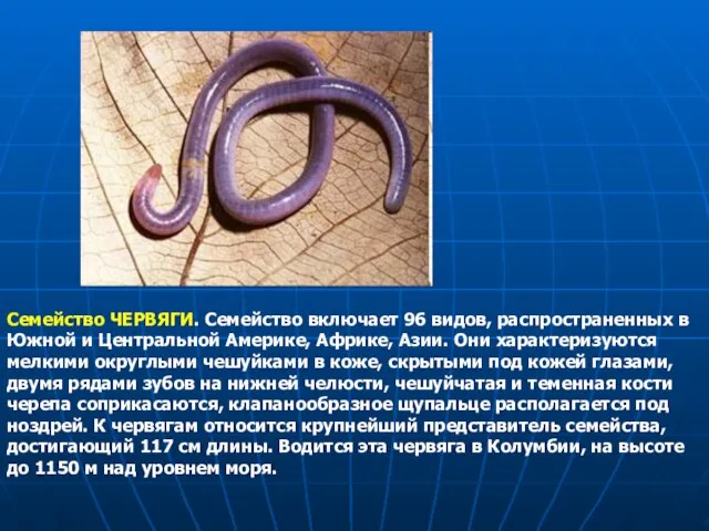 Семейство ЧЕРВЯГИ. Семейство включает 96 видов, распространенных в Южной и Центральной