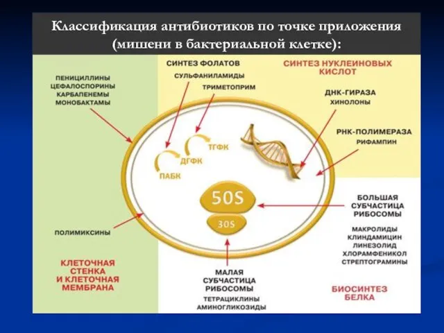 Классификация антибиотиков по точке приложения (мишени в бактериальной клетке):