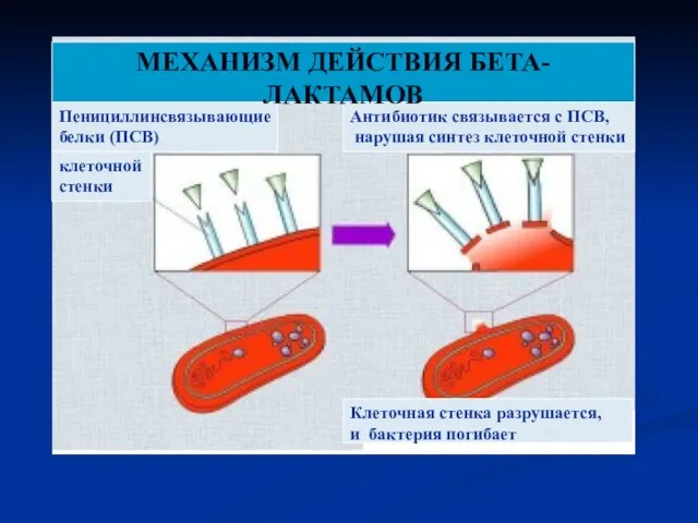 Клеточная стенка разрушается, и бактерия погибает Антибиотик связывается с ПСВ, нарушая