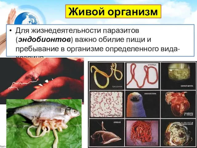 Живой организм Для жизнедеятельности паразитов (эндобионтов) важно обилие пищи и пребывание в организме определенного вида-хозяина.