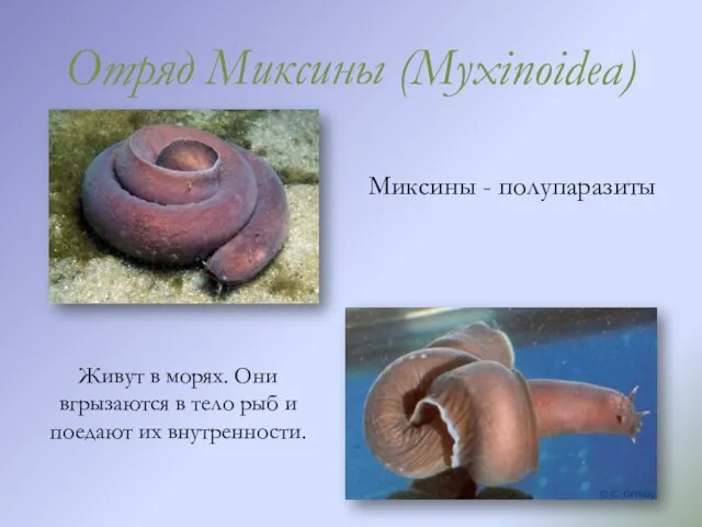 Отряд Миксины (Myxinoidea) Миксины - полупаразиты Живут в морях. Они вгрызаются