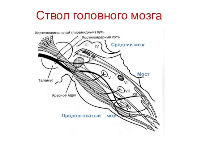 Ствол головного мозга Средний мозг Мост Продолговатый мозг