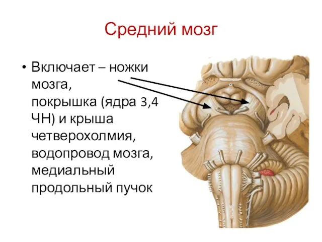 Средний мозг Включает – ножки мозга, покрышка (ядра 3,4 ЧН) и