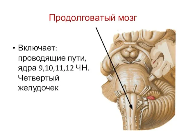 Продолговатый мозг Включает: проводящие пути, ядра 9,10,11,12 ЧН. Четвертый желудочек