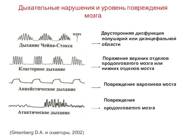 Дыхательные нарушения и уровень повреждения мозга (Greenberg D.A. и соавторы, 2002)