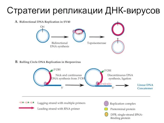 Стратегии репликации ДНК-вирусов