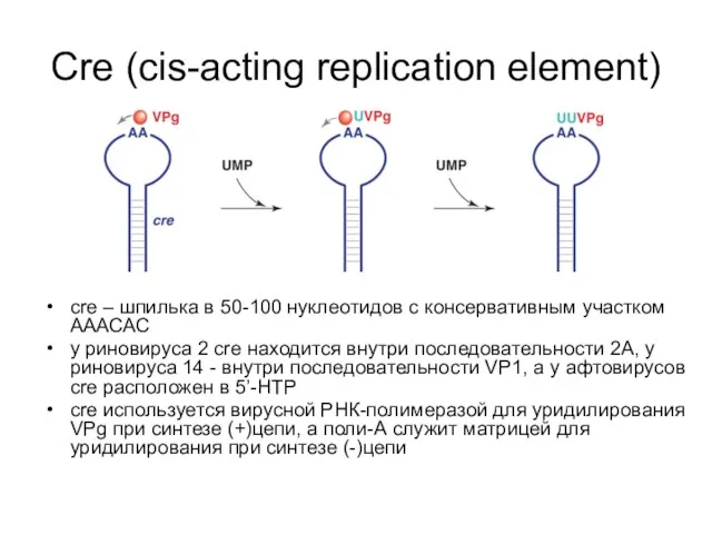 Cre (cis-acting replication element) сre – шпилька в 50-100 нуклеотидов с