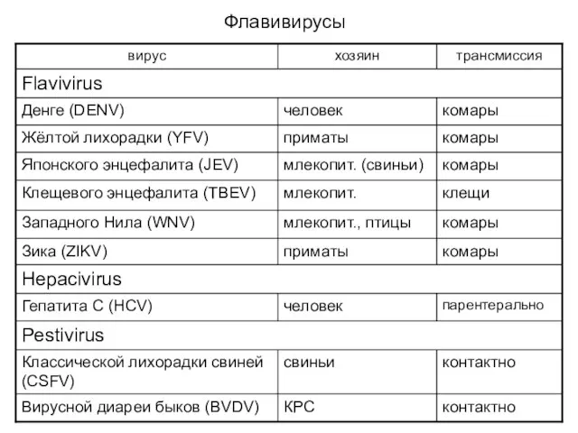 Флавивирусы