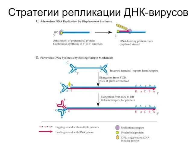 Стратегии репликации ДНК-вирусов