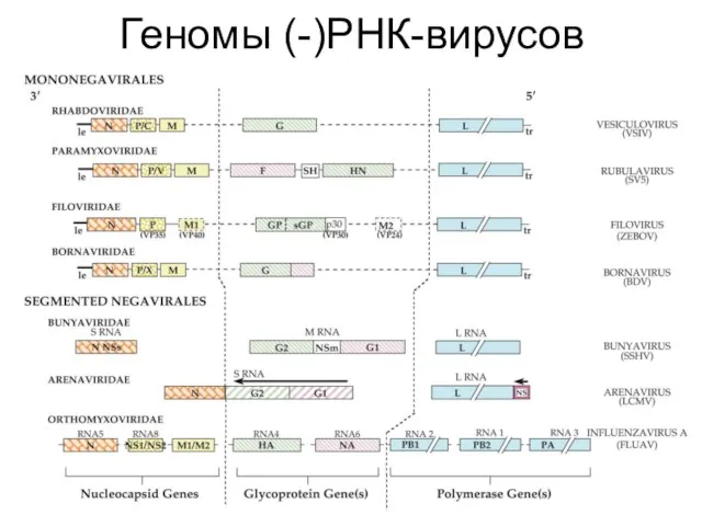 Геномы (-)РНК-вирусов