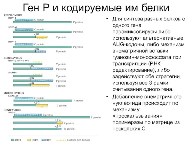 Ген Р и кодируемые им белки Для синтеза разных белков с