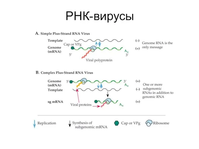 РНК-вирусы