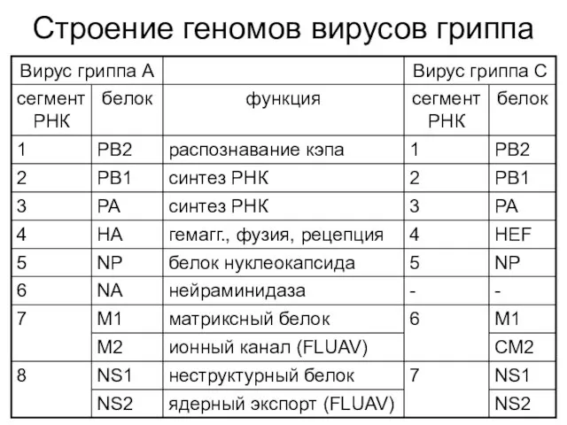 Строение геномов вирусов гриппа