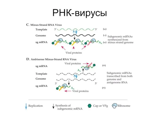 РНК-вирусы