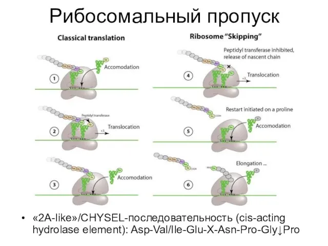 Рибосомальный пропуск «2A-like»/CHYSEL-последовательность (cis-acting hydrolase element): Asp-Val/Ile-Glu-X-Asn-Pro-Gly↓Pro