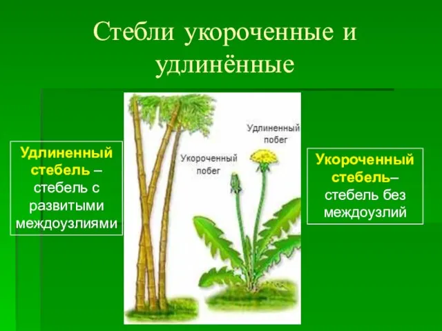 Стебли укороченные и удлинённые Удлиненный стебель –стебель с развитыми междоузлиями Укороченный стебель– стебель без междоузлий