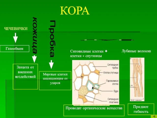 Защита от внешних воздействий ЧЕЧЕВИЧКИ Газообмен Пробка Мертвые клетки защищающие от