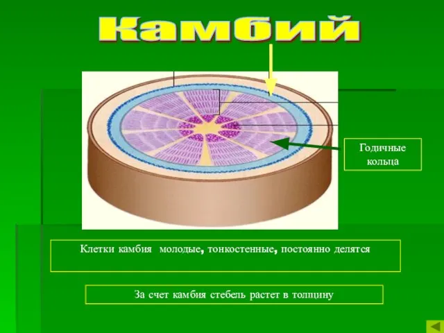 Камбий Годичные кольца Клетки камбия молодые, тонкостенные, постоянно делятся За счет камбия стебель растет в толщину