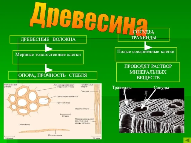 Древесина ДРЕВЕСНЫЕ ВОЛОКНА Мертвые толстостенные клетки ОПОРА, ПРОЧНОСТЬ СТЕБЛЯ СОСУДЫ, ТРАХЕИДЫ