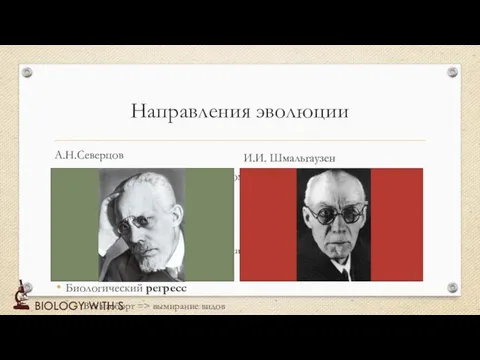 Направления эволюции А.Н.Северцов Биологический прогресс. При помощи ароморфозов, идиоадаптаций, дегенерации увеличение