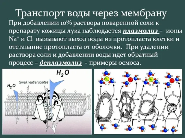 Транспорт воды через мембрану При добавлении 10% раствора поваренной соли к