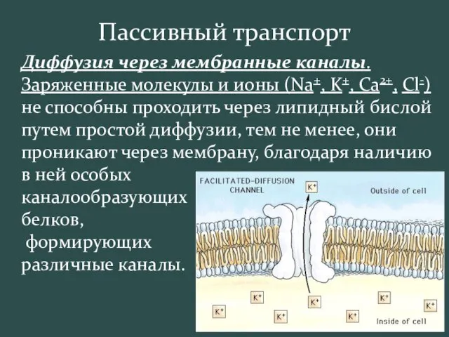 Пассивный транспорт Диффузия через мембранные каналы. Заряженные молекулы и ионы (Na+,