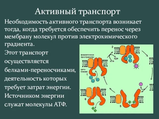 Активный транспорт Необходимость активного транспорта возникает тогда, когда требуется обеспечить перенос