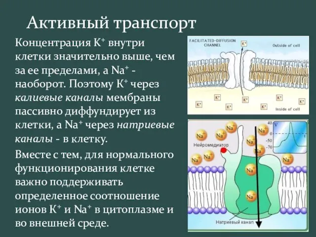 Активный транспорт Концентрация K+ внутри клетки значительно выше, чем за ее