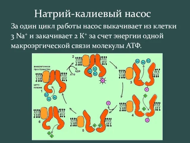 Натрий-калиевый насос За один цикл работы насос выкачивает из клетки 3