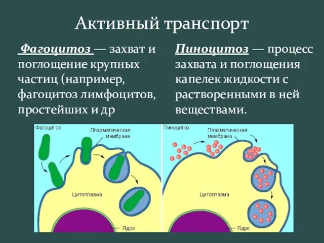 Активный транспорт Фагоцитоз — захват и поглощение крупных частиц (например, фагоцитоз