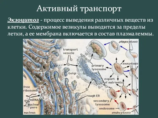 Активный транспорт Экзоцитоз - процесс выведения различных веществ из клетки. Содержимое