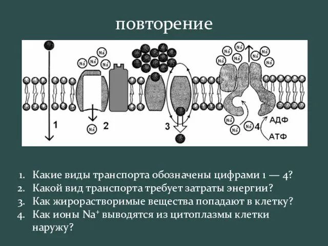 Какие виды транспорта обозначены цифрами 1 — 4? Какой вид транспорта