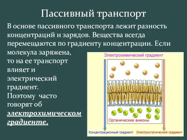 В основе пассивного транспорта лежит разность концентраций и зарядов. Вещества всегда