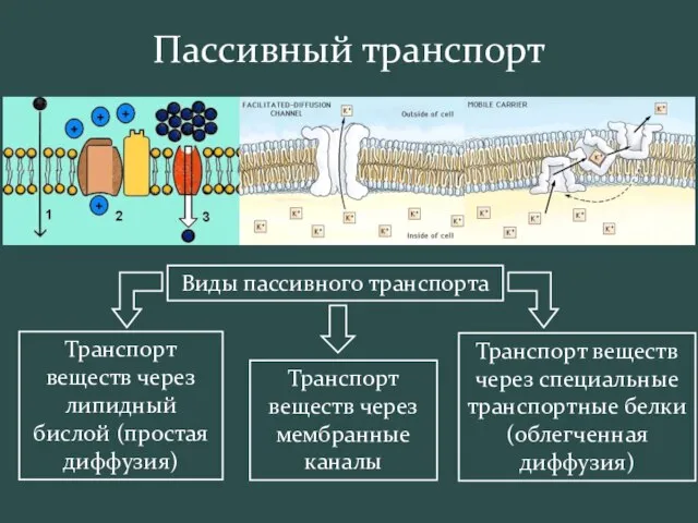 Пассивный транспорт Виды пассивного транспорта Транспорт веществ через липидный бислой (простая