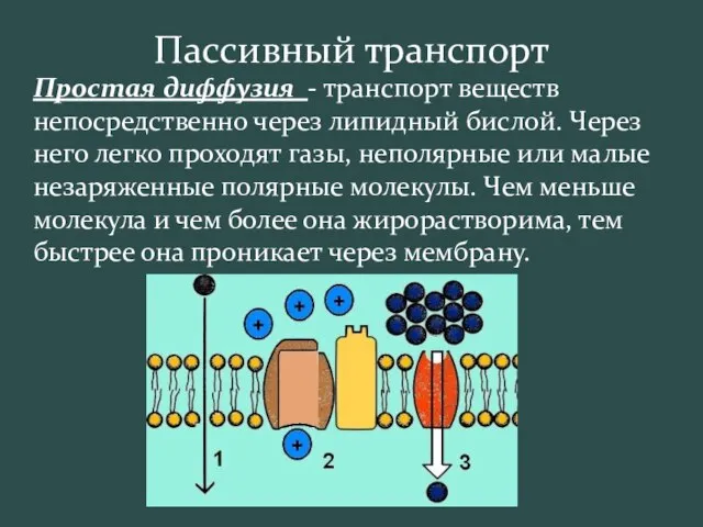 Пассивный транспорт Простая диффузия - транспорт веществ непосредственно через липидный бислой.