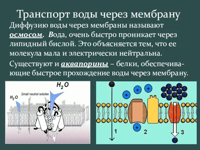 Транспорт воды через мембрану Диффузию воды через мембраны называют осмосом. Вода,