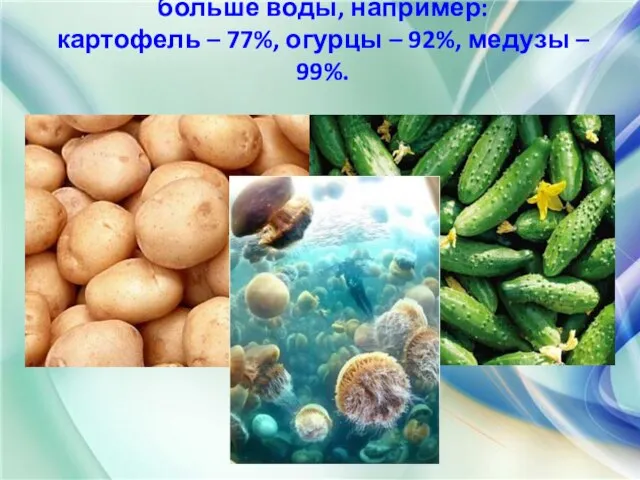 Есть живые организмы, содержащие ещё больше воды, например: картофель – 77%,