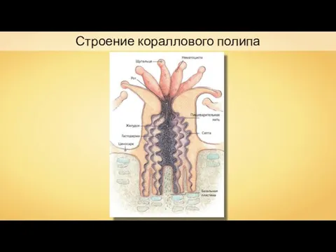 Строение кораллового полипа