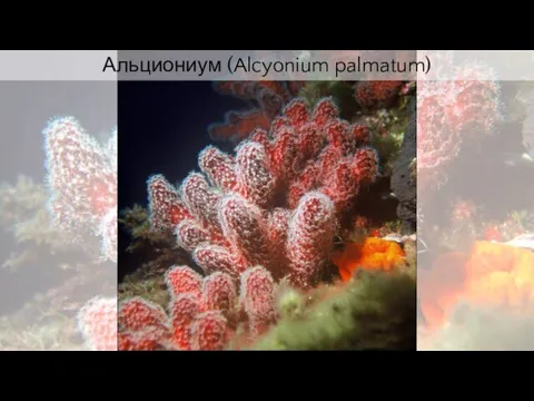 Альциониум (Alcyonium palmatum)