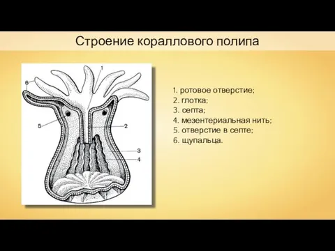 Строение кораллового полипа 1. ротовое отверстие; 2. глотка; 3. септа; 4.