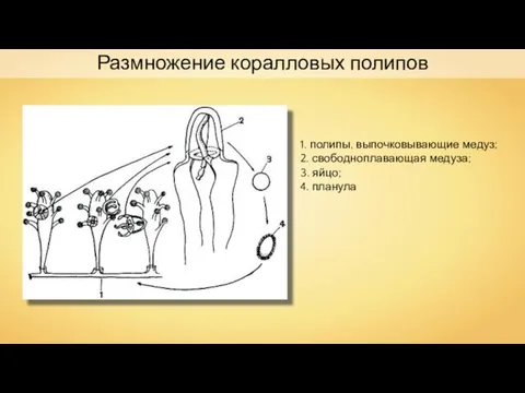 1. полипы, выпочковывающие медуз; 2. свободноплавающая медуза; 3. яйцо; 4. планула Размножение коралловых полипов