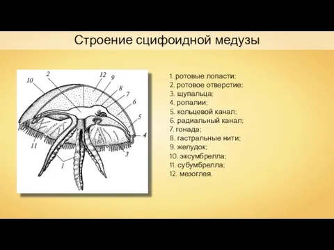 1. ротовые лопасти; 2. ротовое отверстие; 3. щупальца; 4. ропалии; 5.