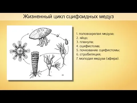 Жизненный цикл сцифоидных медуз 1. половозрелая медуза; 2. яйцо; 3. планула;