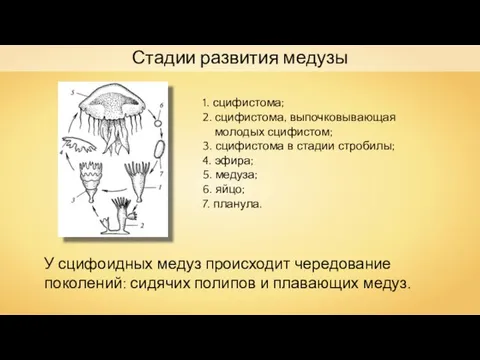 1. сцифистома; 2. сцифистома, выпочковывающая молодых сцифистом; 3. сци­фистома в стадии