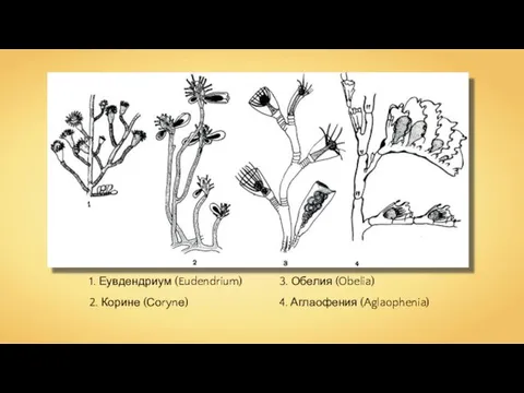 1. Еувдендриум (Eudendrium) 2. Корине (Соrynе) 3. Обелия (Obelia) 4. Аглаофения (Aglaophenia)