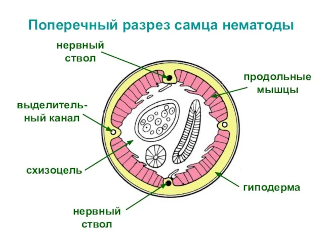 Поперечный разрез самца нематоды продольные мышцы гиподерма нервный ствол нервный ствол выделитель-ный канал схизоцель