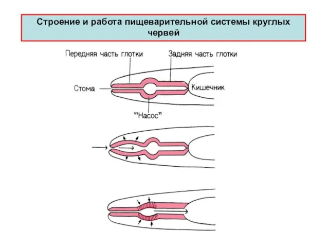 Стpоение и pабота пищеваpительной системы круглых червей