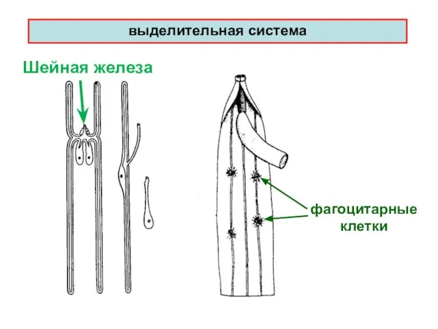 выделительная система фагоцитарные клетки Шейная железа