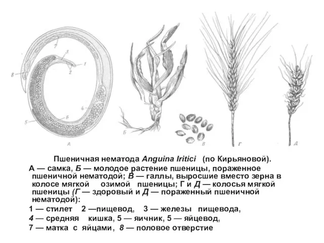 Пшеничная нематода Anguina Iritici (по Кирьяновой). А — самка, Б —