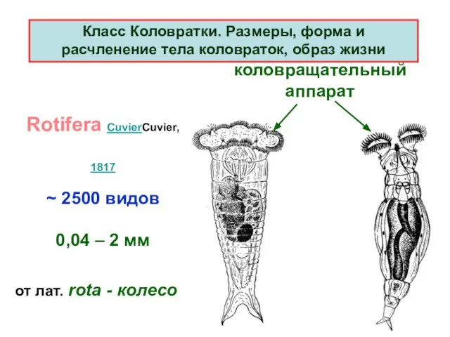 Класс Коловратки. Pазмеpы, фоpма и pасчленение тела коловpаток, обpаз жизни Rotifera